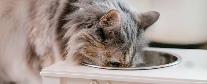 Is Your Cat Drinking Enough Water? Simple Fixes for Better Hydration