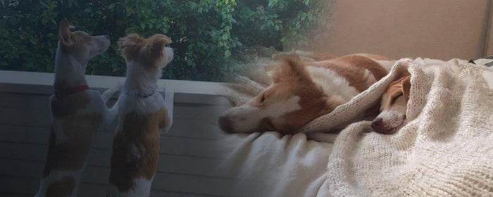 Kiko and The Abandoned Puppies