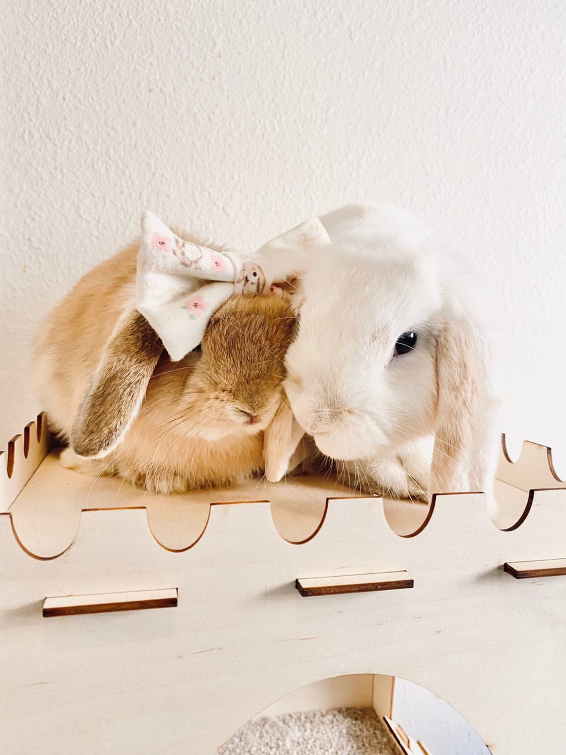 a Helpen Pets Brand Ambassador Helpen Pets